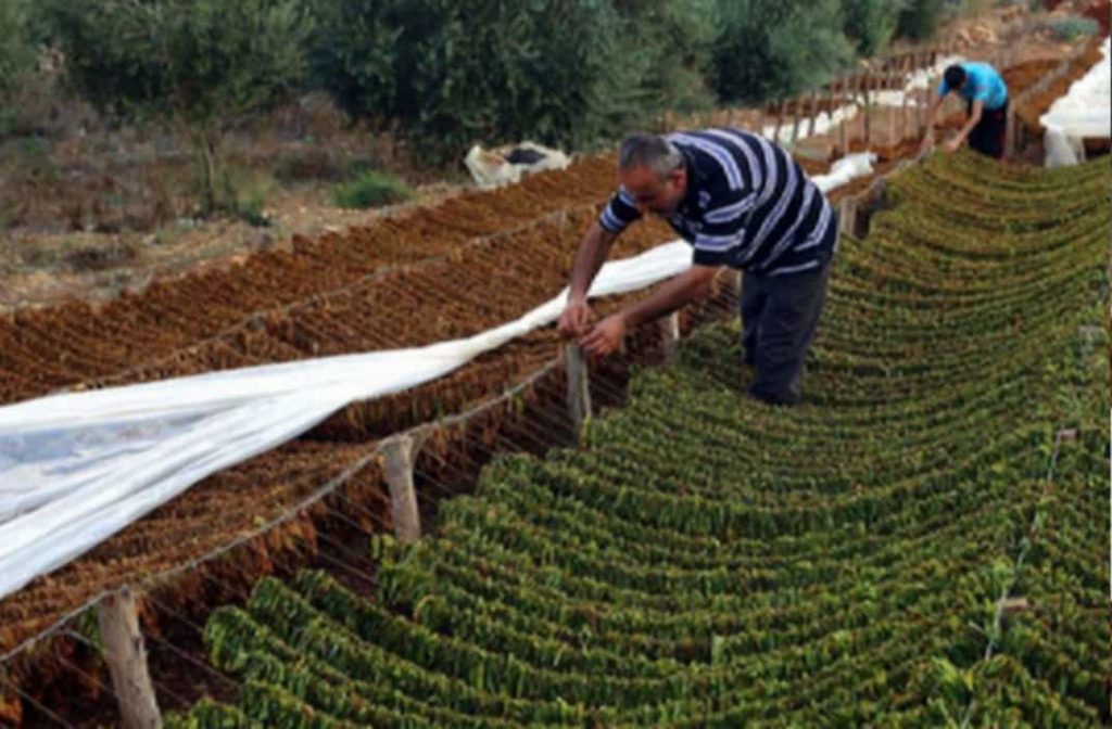 Bulgarian tobacco farmer inspecting his crop